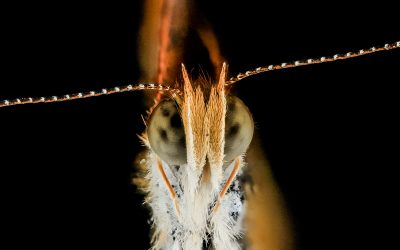 Bee Chat 2
